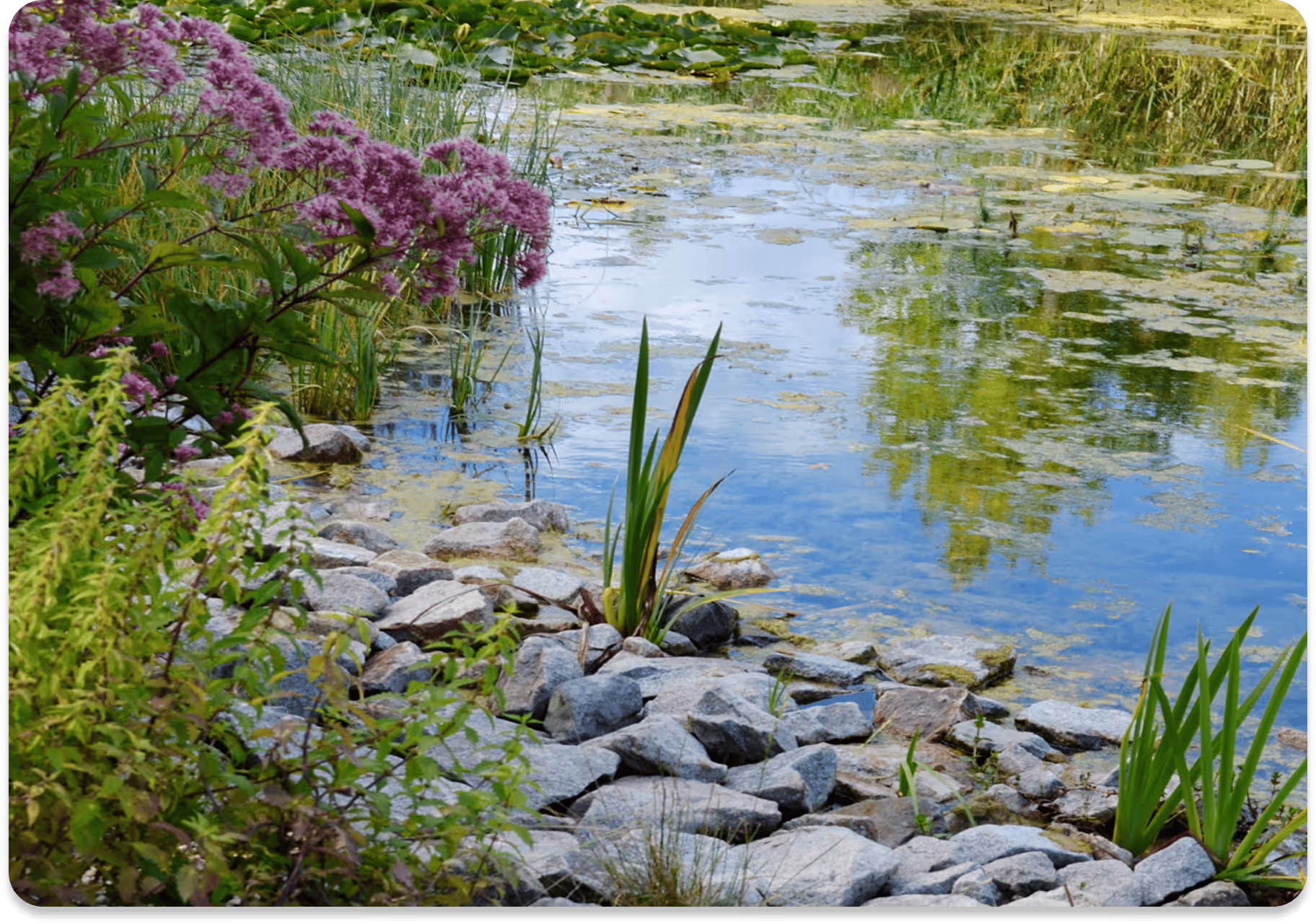 Ufer eines Sees mit Felsen, grünen Pflanzen und lila Blüten neben ruhigem Wasser mit Seerosen und Spiegelung der Bäume.