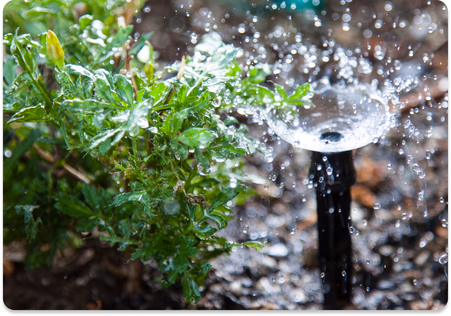 Gartensprinkler bewässert grüne Pflanzen mit Wassertröpfchen.