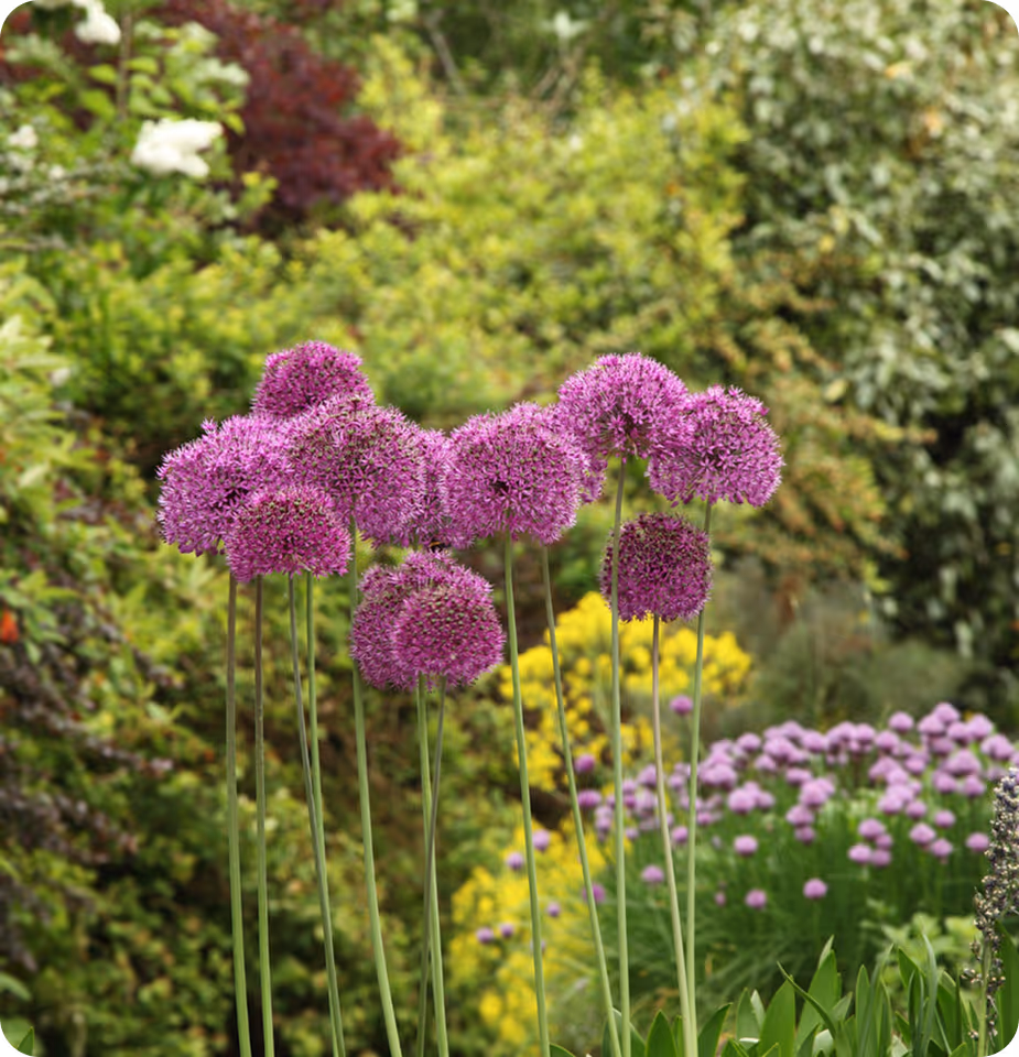Ein Garten mit hohen lila Kugelblumen (Zierlauch) vor grünem Laub und gelben sowie weiteren lila Blüten.
